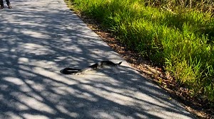 Check out the size of this big water moccasin filmed somewhere here in South Florida! 🐍 #snake #watermocassin #cottonmouth #everglades #florida #moccasin #evergladesholidaypark #ehp | Everglades Holiday Park