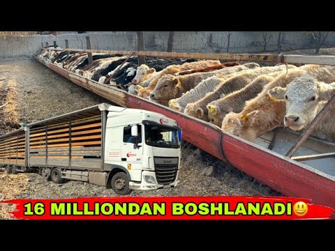 YANGI ARZONCHI 1 QO’L OPTOMCHINI TOPDIK✅✅✅14 ноября 2025 г.