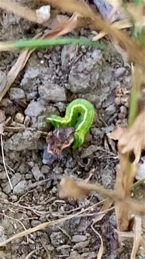That’s a busy inchworm! 🐛 The leaves on the trail look like they’ve changed colors a lot but it’s mostly just the sun shining on them. ☀️ Here’s hoping you have a sunny day. | Lori Foster