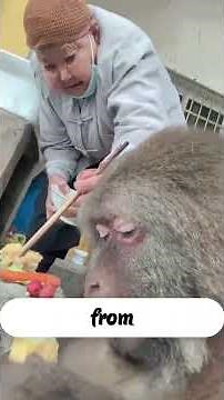 15 Years of Friendship Between a Woman and a Monkey