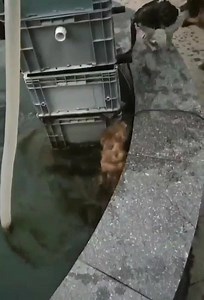 114K views · 1K reactions | More funny videos in our Telegram channel t.me/funnyvideo_channel | Прикол.ру | Facebook