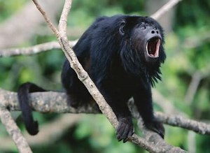Howler Monkey Facts | List of 10 Amazing Facts about Howler Monkeys