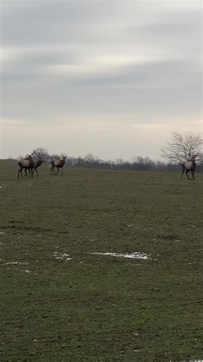 Ivan Stanchev (@stanchev.i)’s videos with original sound - Bri4ka