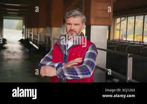 Farmer breeding milking cows. Gray-haired man in plaid shirt and red vest looking at camera in background of dairy farm. Agricultural industry, husbandry concept. Village, business, cowshed, natural, animal, bovine Stock Video Footage - Alamy