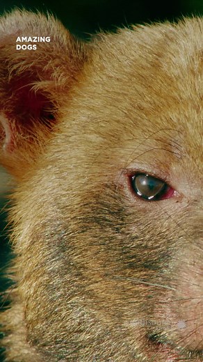 Meet the Bush Dog: Not Your Average Pup