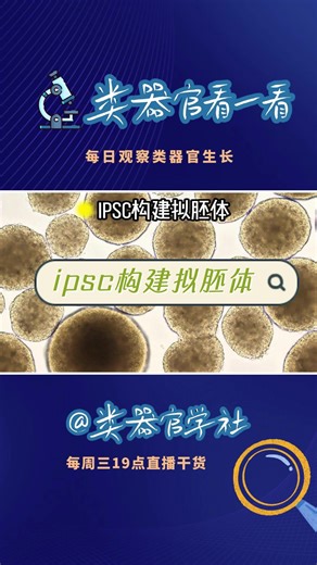 ipsc诱导拟胚体(EB)形成