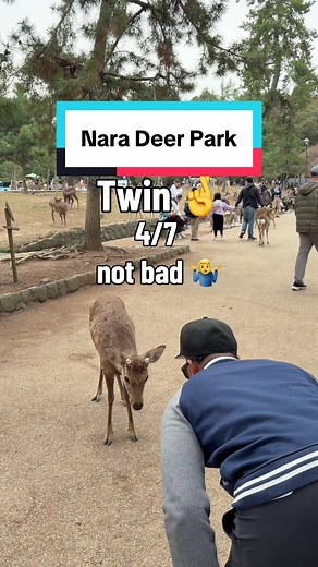 Nara Deer Park: Bowing Deer in Japan Explained