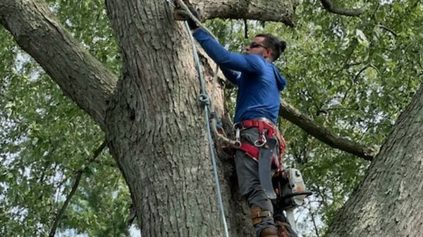 Chainsaw Disasters: Dangerous Tree Felling Fails and Trees Crushing Homes
