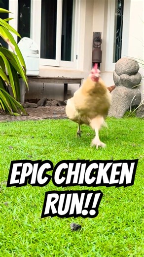 EPIC CHICKEN LOOP!! 🐔💕 They run like raptors lol