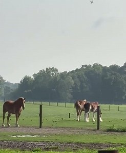💪🏼Draft Boys BIG & TALL! 🐴 #farm #Belgian #cyldesdale #fun #fyp #shorts #youtubeshorts