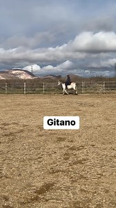 Practicing the ranch riding pattern for the first time this afternoon, for the upcoming show. #lthgitano We just are not sure how to do the 1-1/2 turn? #andalusianhorse | Love this Horse, Equine Rescue Inc.