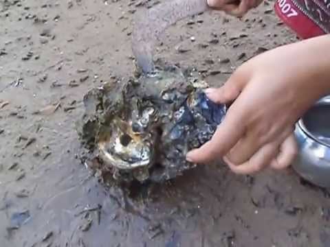Kalva fish Kadhane, Kalva Fish in Konkan -Travel themes