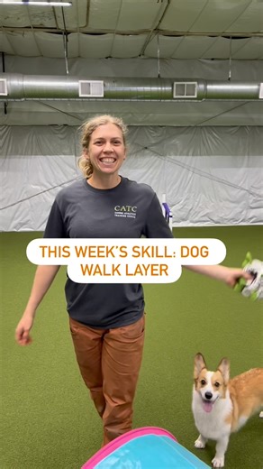 If you’ve never tried training a dog walk layer, this week’s course is a great one to practice on! In case you need some post-holiday training inspo 🎄 | Canine Athletics Training Center