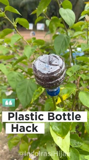 How to Air Layer Bougainvillea Using a Plastic Bottle (Easy DIY Propagation)