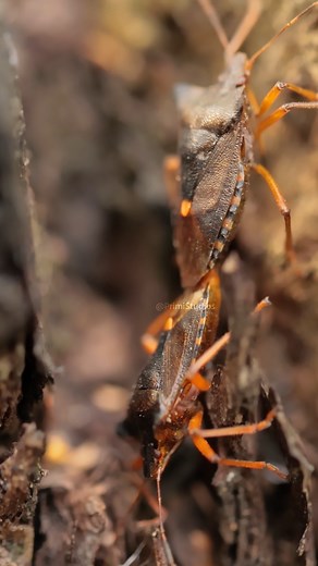 Redlegged Shieldbug couple rsbc9j #nature #wildlife #insect | Primi Studios