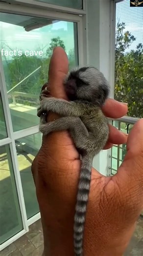 The smallest animal in the world