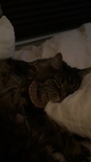 brother and sister #ballpython #catsoftiktok #python #cuddles #sweets