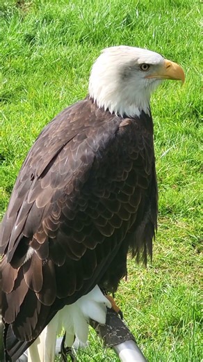 BALD EAGLE