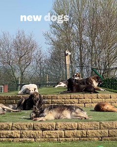 6.3K views · 465 reactions | A revolution is underway - Dogs 4 Rescue is redefining what dog rescue looks like in the UK. Kennel-free and harnessing the power of the pack, we’re changing and saving the lives of the dogs no one wants. You can join the Rescue Revolution today by playing The Rescue Lottery - you’ll be in with a chance to win up to £25,000! Sign up today: | Dogs 4 Rescue | Facebook