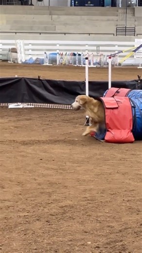 Senior Golden Retriever Jamie is spending his golden years running in Agility League 🥹✨ #AKCAgilityLeagueChampionship | American Kennel Club