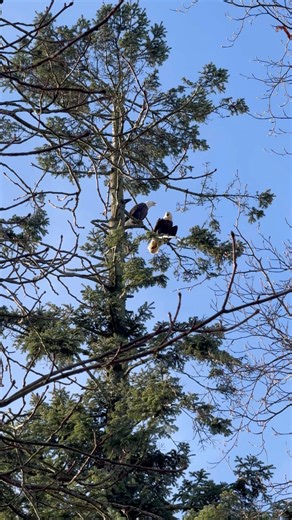 Rare bald eagle sighting with call/chirping #seattle #nature #4k