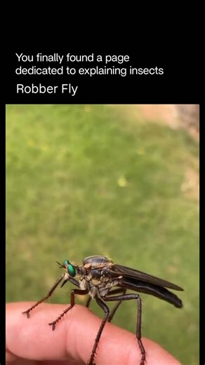 Explaining Insects 🦋 on Instagram: "The robber fly is a powerful predatory insect known for its speed, strength, and fierce hunting skills. Easily recognized by its large emerald-green eyes, long spiny legs, and sharp needle-like mouthpart, the robber fly is a master aerial hunter capable of catching prey in mid-flight. It feeds on bees, wasps, dragonflies, grasshoppers, butterflies, and even other flies, injecting them with paralyzing saliva that liquefies their insides, which it then drinks. 