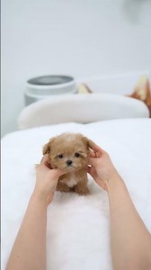 Premium cream parti Maltipoo baby🧡 - Aloha Teacup Puppies #maltipoo #cute #cutedog