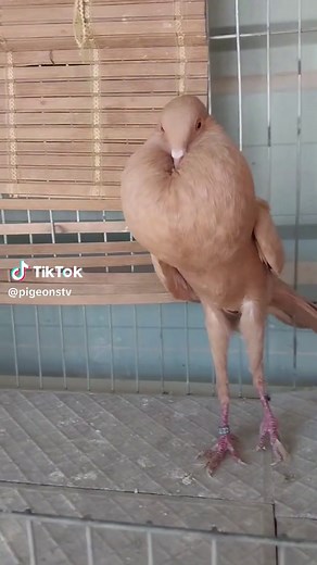 Discover the Fascinating World of Burnner Pouter Pigeons