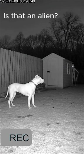 Was that an alien in the yard? #ai #sora2 #sora #shorts #funny #paranormal #scp096 #scp #alien