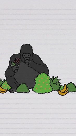 Why Do Gorillas Eat Their Own Poop? Exploring the Nutritional Benefits