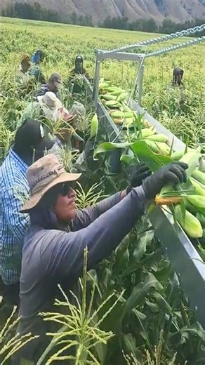 Harvest Corn 🌽 in Farm #growway #Harvest crops plant #shorts