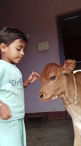 #mynieces #gomata #gaushala #peta #feed #animallovers #animals #gaumata #gaumata #reelsinstagram #cowsreels #YourTrend | Vijay Yadav