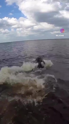Encounter with Monster Gator | Bluegabe Chronicles