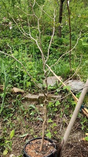 White Mulberry Tree (Morus Zigzag) Tutorial, Instructions, Tip: Planting Tree Roots in Garden Sub...