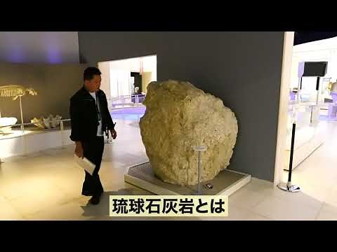 おきみゅー 博物館常設展学芸員解説動画【自然史地学】