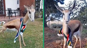 "Active as Faf de Klerk": Video of energetic Springbok wearing SA flag trends