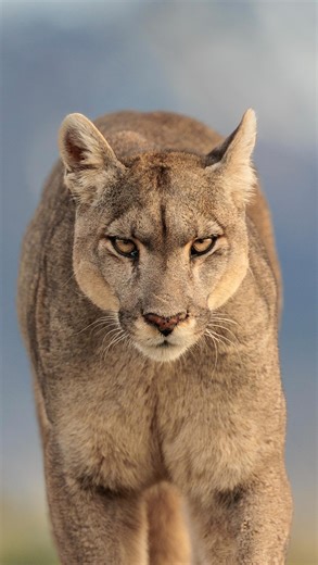On our last outing in Patagonia, we had a very special encounter with Petaka, the famous puma mother who is often compared to Grizzly 399 of the Tetons. In her 7 years of life, she has trusted and humans and allowed us to glimpse into her wild world, making her a symbol of puma conservation. I am truly grateful for this moment and the images that came from it. #Petaka #puma #mountainlion #wildcat #wildlifephotography #conservation #wildlifephotographer #patagonia #shotoncanon #canonusa #wildlife
