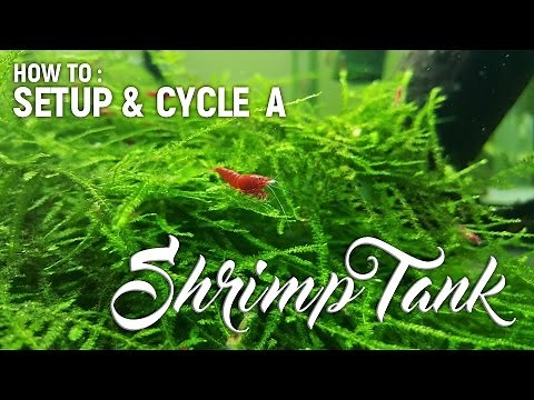 How To Setup & Cycle A Shrimp Tank