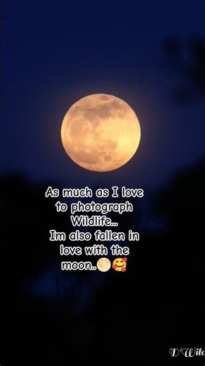 Photograph the moon🌝 #photography #nature #moon#photo #naturephotography
