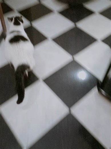 Baloo scappa appena sente il nome