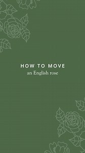 Relocating your rose can give it the fresh start it needs, whether it's for better drainage, additional sunlight, or simply more space to grow. The best time to move your rose is during the winter months when the plant is dormant, but with proper care, it can be done at other times as well. Watch our helpful how-to guide to learn how to safely relocate your rose and give it the best chance to thrive in its new home. #davidaustinroses #gardeninginspiration #gardeningtips | David Austin Roses
