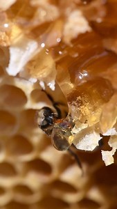 A bee feasting on golden honey! 🍯🐝 #california #bees #honey #beekeeper #beekeeping #savethebees #insects #animals #asmr | California Bee Company