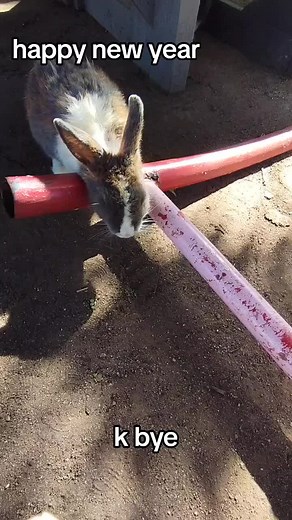 #boop #happynewyear #bunnytok