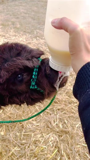 1.1K views · 189 reactions | Teddy’s MOO sounds like I pressed a button on a stuffed animal.  #highlandcow #highlands | Robby Starbuck | Facebook