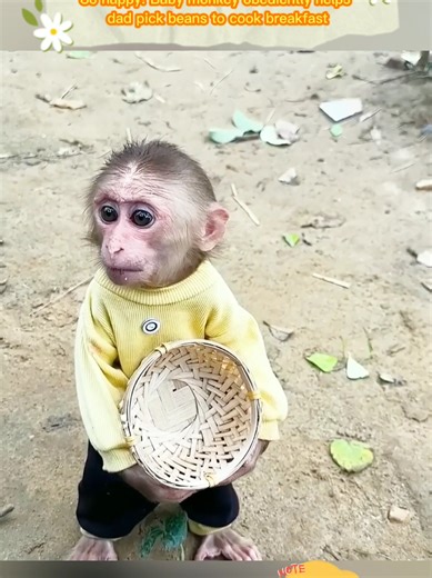 Baby Monkey Assists Dad in Bean Picking for Breakfast