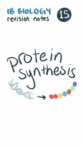 Understanding Protein Synthesis in IB Biology