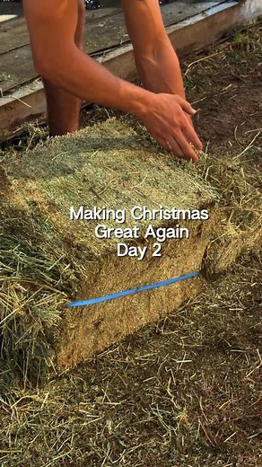 13 reactions | Another day of helping families find the tree… Hearts full, Christmas spirit overflowing ✨ #luddenham #luddenhamchristmastreefarm | Luddenham Christmas Tree Farm | Facebook