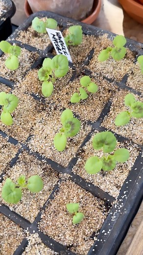 2 week geranium update! 🪴 | Garden Answer