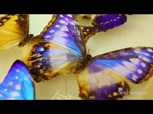 Biomimicry and Butterflies: How Nature is Inspiring Design and Innovation