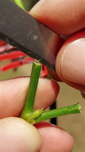 Grafting chilli by cleft grafting 辣椒劈接